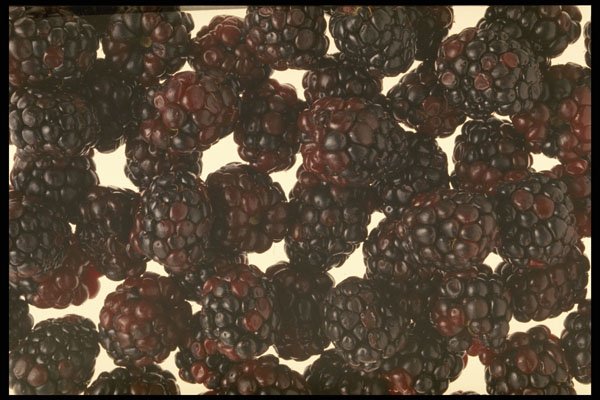 449075 Blackberries A4 Photo Print