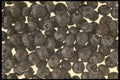 449076 Blueberries A4 Photo Print