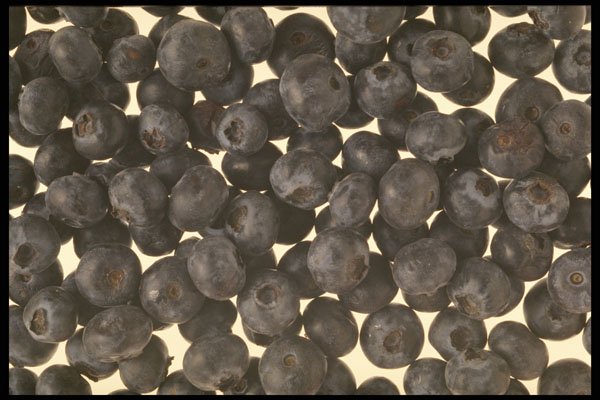 449076 Blueberries A4 Photo Print