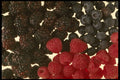 449077 Berries A4 Photo Print