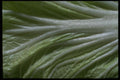 449079 Bok Choy A4 Photo Print