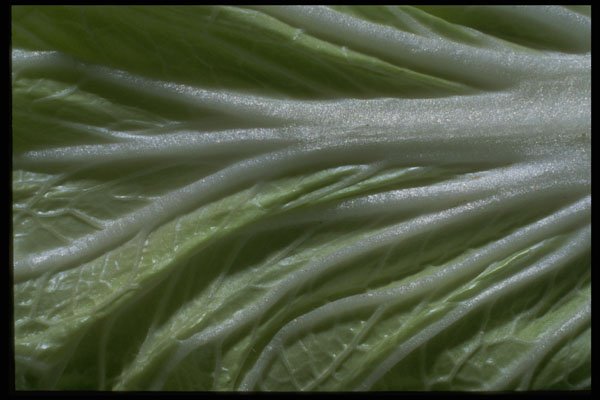 449079 Bok Choy A4 Photo Print