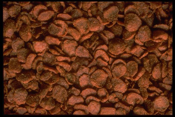449080 Bacon Bits A4 Photo Print