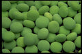 449082 Spearmint Drops A4 Photo Print