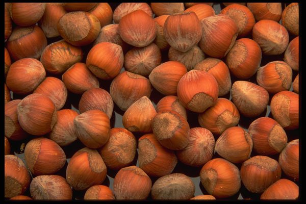449086 Hazelnuts A4 Photo Print