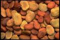 449087 Fava Beans A4 Photo Print