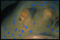 452000 Eyes Of A Blue Spot Stingray A4 Photo Print