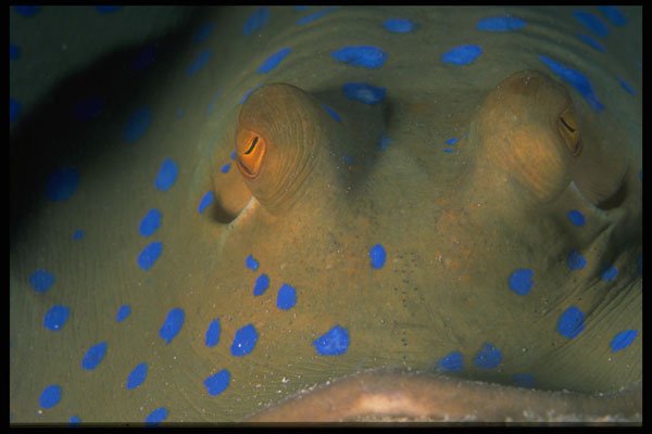 452000 Eyes Of A Blue Spot Stingray A4 Photo Print