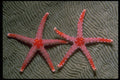 452001 Pair Of Candy Cane Starfish From Palau A4 Photo Print