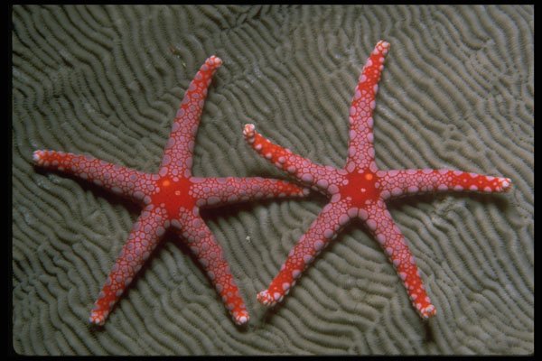 452001 Pair Of Candy Cane Starfish From Palau A4 Photo Print