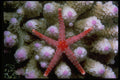 452002 Beautiful Starfish A4 Photo Print