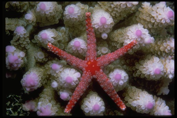 452002 Beautiful Starfish A4 Photo Print