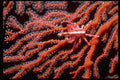 452003 Squat Lobster Crawling Across A Sea Fan A4 Photo Print