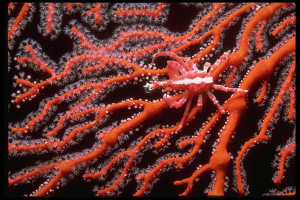 452003 Squat Lobster Crawling Across A Sea Fan A4 Photo Print