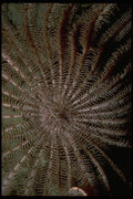 452004 Mouth And Arms Of A Crinoid A4 Photo Print