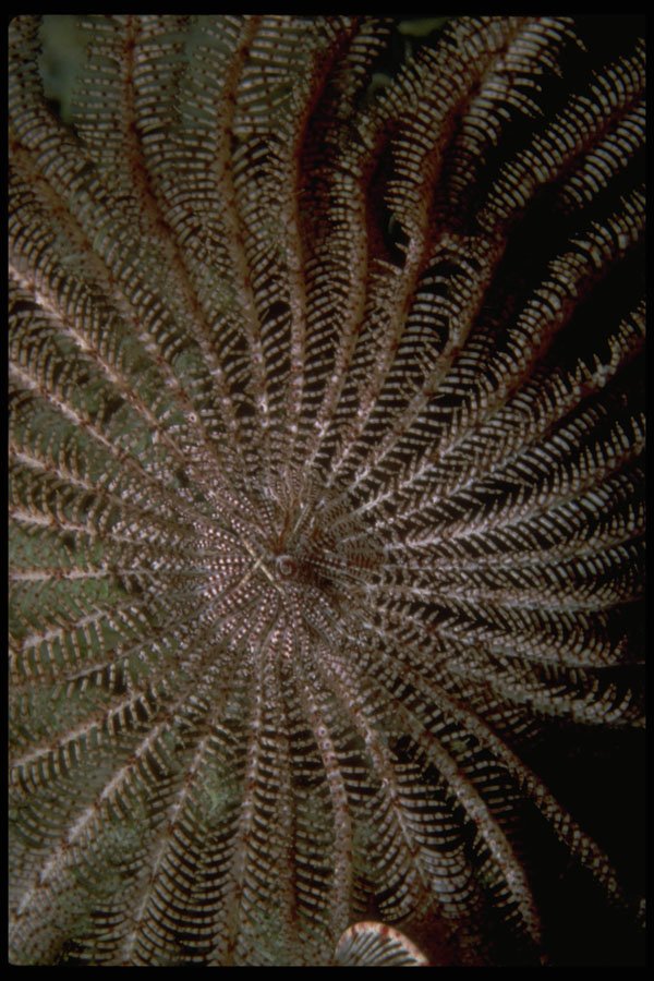 452004 Mouth And Arms Of A Crinoid A4 Photo Print
