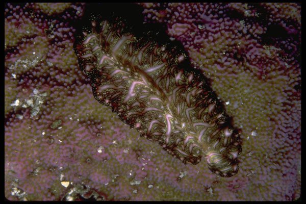452006 Two inch Flatworm From The Fiji Islands A4 Photo Print