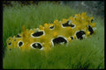 452007 Occilated Nudibranch Feeding On Sea Grass A4 Photo Print