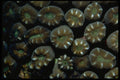 452008 Hard Coral Polyps From Indonesia A4 Photo Print