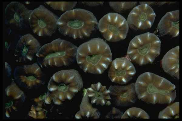 452008 Hard Coral Polyps From Indonesia A4 Photo Print