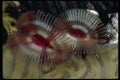 452010 Fan Worms Adorn A Caribbean Coral Reef A4 Photo Print