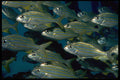 452011 School Of Grunts A4 Photo Print