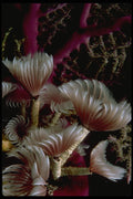 452012 Sabellid Tube Worms A4 Photo Print