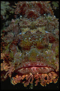 452013 Face Of A Galapagos Scorpion Fish A4 Photo Print