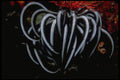 452014 Indo Pacific Feather Star A4 Photo Print