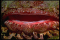 452015 Cavernous Maw Of A Scorpion Fish A4 Photo Print