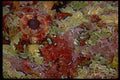 452016 Eye Of A Galapagos Scorpion Fish A4 Photo Print