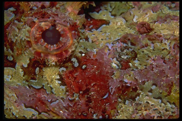 452016 Eye Of A Galapagos Scorpion Fish A4 Photo Print