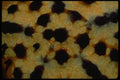452017 Ornate Pattern Of A Galapagos Starfish A4 Photo Print