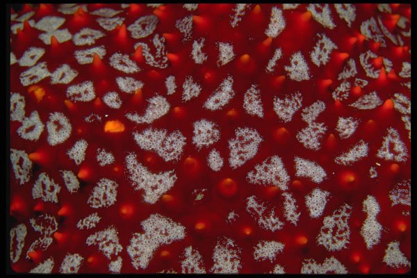 452019 Pacific Gulf Starfish A4 Photo Print