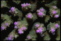 452020 Hard Coral Polyps A4 Photo Print