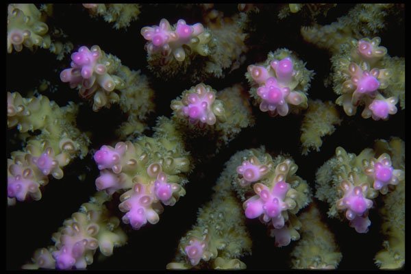 452020 Hard Coral Polyps A4 Photo Print