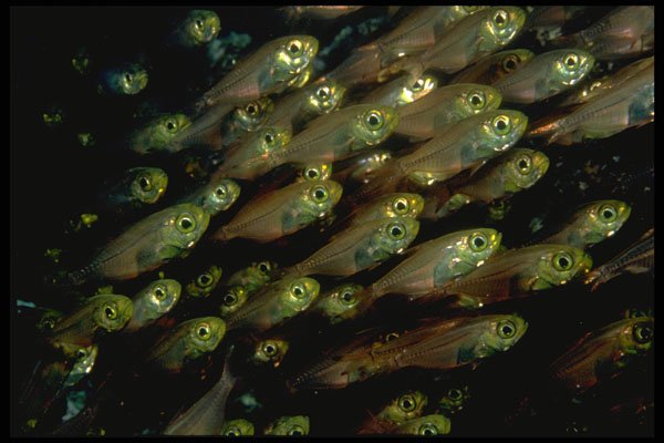 452021 School Of Inch long Glassfish A4 Photo Print