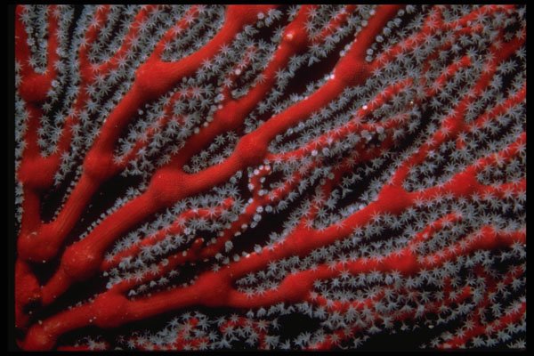 452022 Scarlet Sea Fan A4 Photo Print