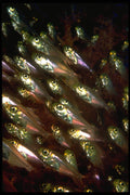 452023 Shimmering Glassfish A4 Photo Print