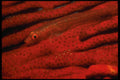 452025 Inch long Fan Goby A4 Photo Print
