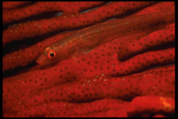 452025 Inch long Fan Goby A4 Photo Print