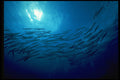 452026 Swirling School Of Barracuda A4 Photo Print