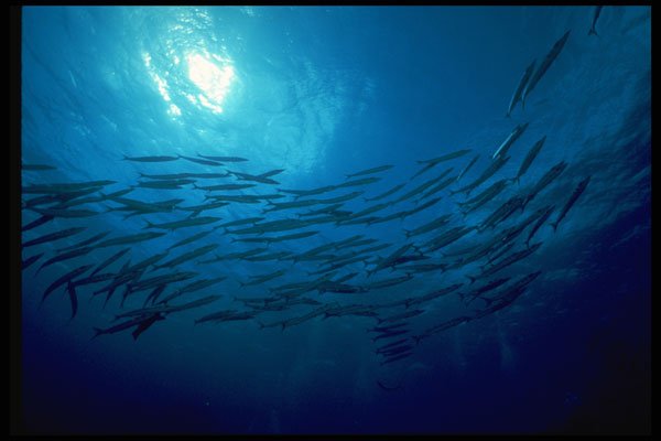 452026 Swirling School Of Barracuda A4 Photo Print