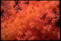 452027 Soft Coral A4 Photo Print