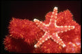 452028 Ornate Starfish From The Fiji Islands A4 Photo Print