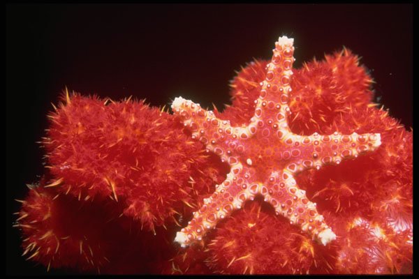 452028 Ornate Starfish From The Fiji Islands A4 Photo Print