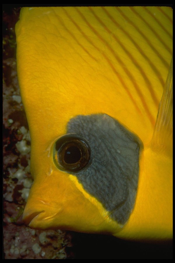 452029 Masked Butterfly Fish A4 Photo Print