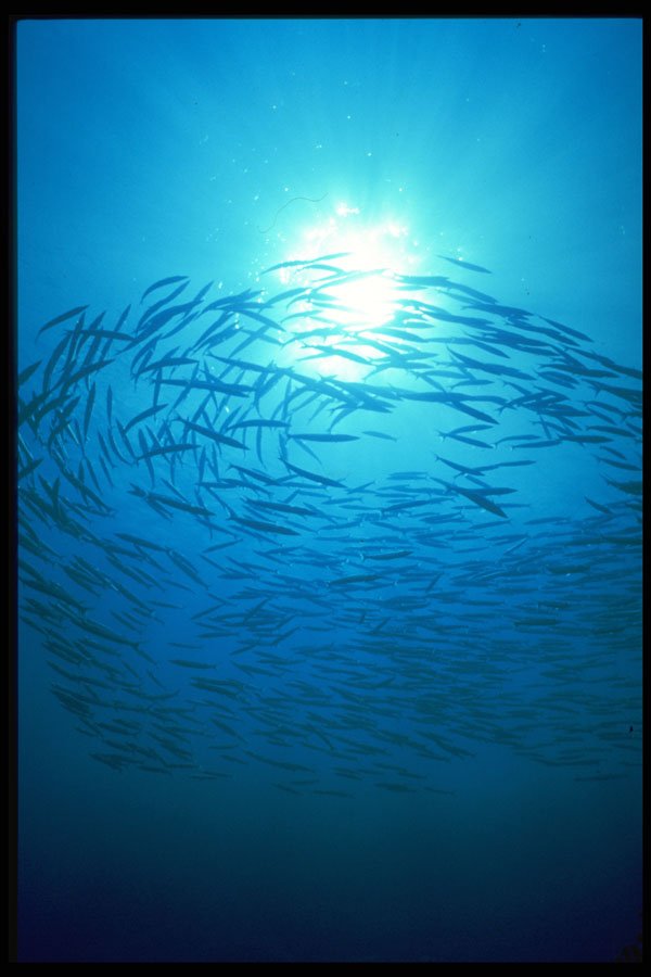 452030 School Of Barracuda Circle The Sun A4 Photo Print