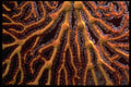 452033 Golden Sea Fan A4 Photo Print