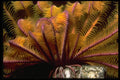452034 Yellow Crinoid A4 Photo Print